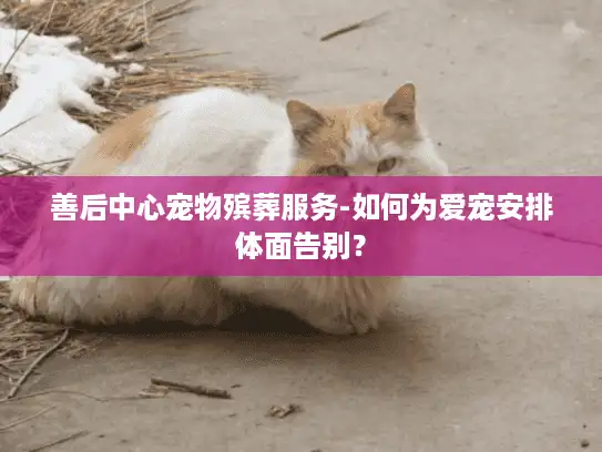 善后中心宠物殡葬服务-如何为爱宠安排体面告别？
