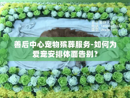 善后中心宠物殡葬服务-如何为爱宠安排体面告别？