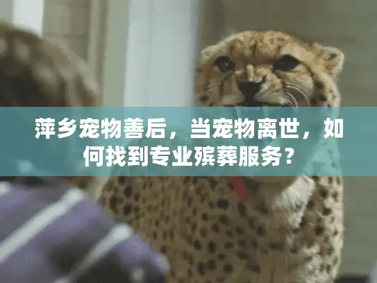 萍乡宠物善后，当宠物离世，如何找到专业殡葬服务？