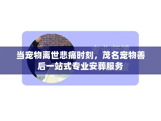 当宠物离世悲痛时刻，茂名宠物善后一站式专业安葬服务