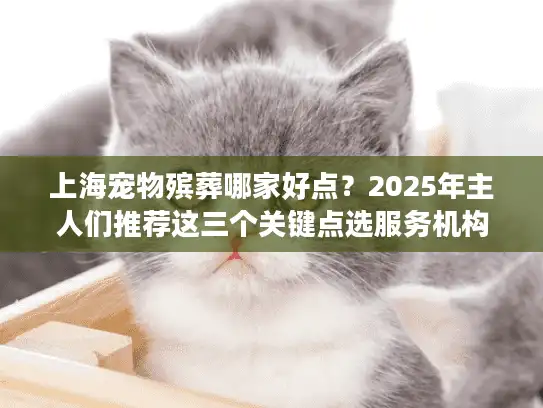 上海宠物殡葬哪家好点？2025年主人们推荐这三个关键点选服务机构