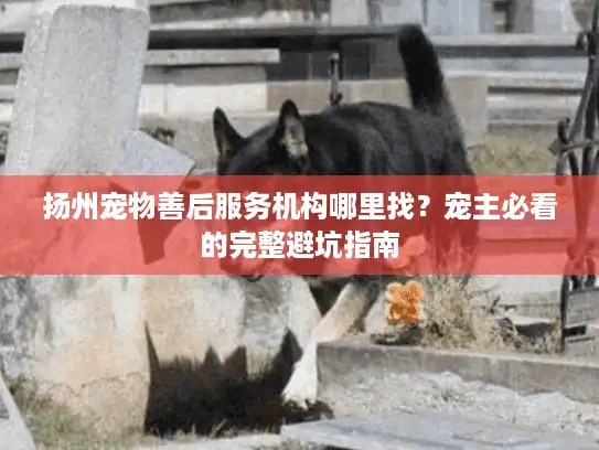 扬州宠物善后服务机构哪里找？宠主必看的完整避坑指南