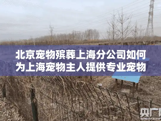 北京宠物殡葬上海分公司如何为上海宠物主人提供专业宠物火化服务？