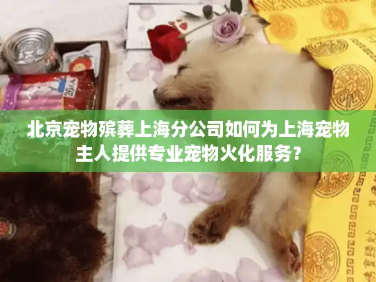 北京宠物殡葬上海分公司如何为上海宠物主人提供专业宠物火化服务？
