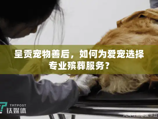 呈贡宠物善后，如何为爱宠选择专业殡葬服务？