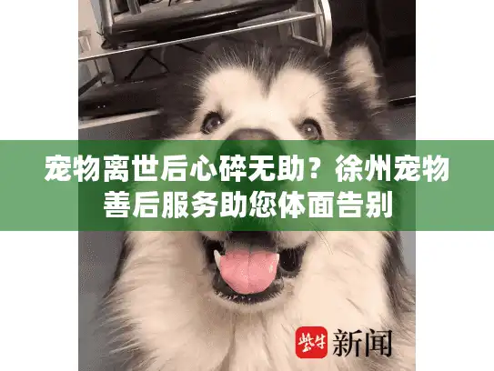 宠物离世后心碎无助？徐州宠物善后服务助您体面告别