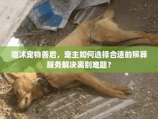 临沭宠物善后，宠主如何选择合适的殡葬服务解决离别难题？