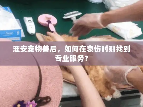 淮安宠物善后，如何在哀伤时刻找到专业服务？