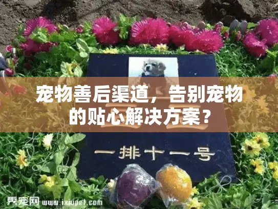 宠物善后渠道，告别宠物的贴心解决方案？