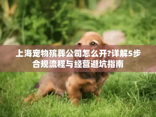 上海宠物殡葬公司怎么开?详解5步合规流程与经营避坑指南