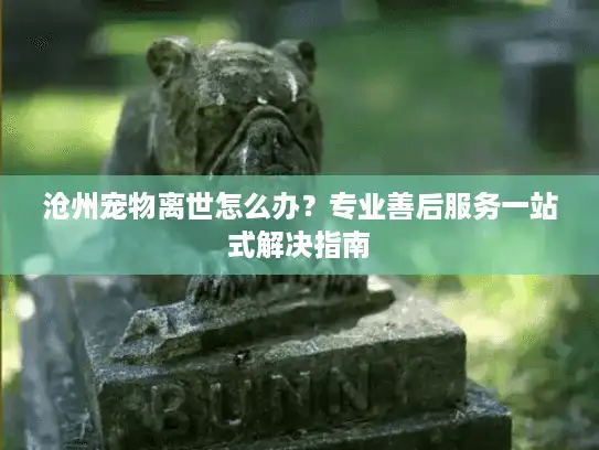 沧州宠物离世怎么办？专业善后服务一站式解决指南