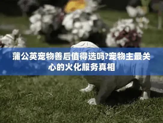 蒲公英宠物善后值得选吗?宠物主最关心的火化服务真相