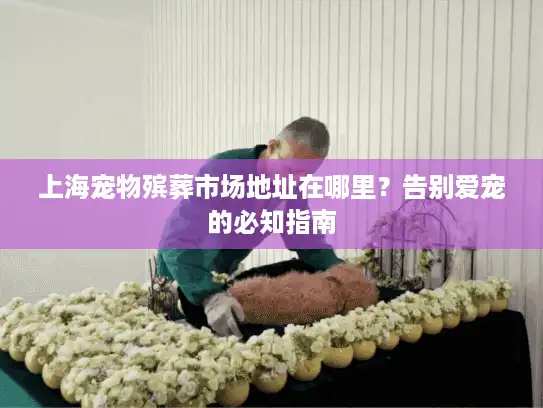 上海宠物殡葬市场地址在哪里？告别爱宠的必知指南