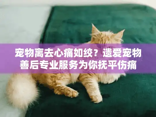 宠物离去心痛如绞？遗爱宠物善后专业服务为你抚平伤痛