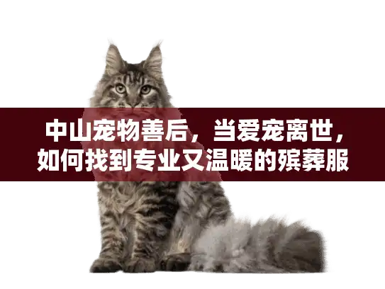 中山宠物善后，当爱宠离世，如何找到专业又温暖的殡葬服务？