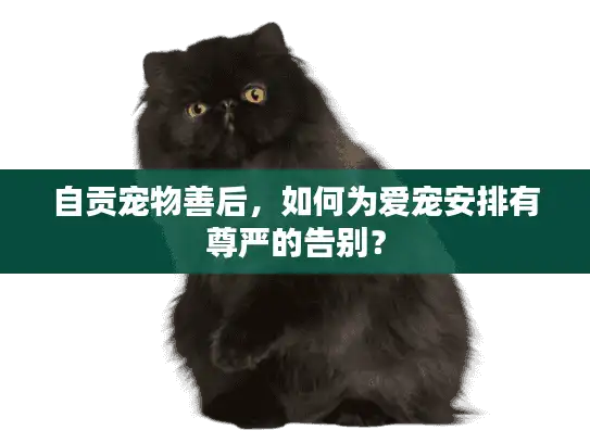 自贡宠物善后，如何为爱宠安排有尊严的告别？