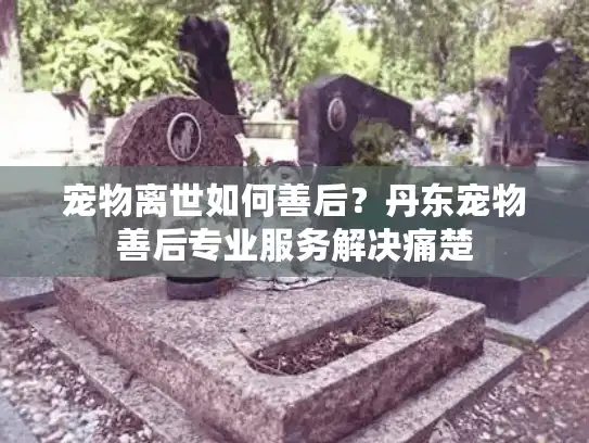 宠物离世如何善后？丹东宠物善后专业服务解决痛楚