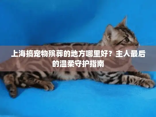 上海搞宠物殡葬的地方哪里好？主人最后的温柔守护指南