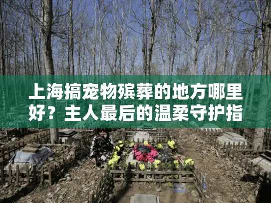 上海搞宠物殡葬的地方哪里好？主人最后的温柔守护指南