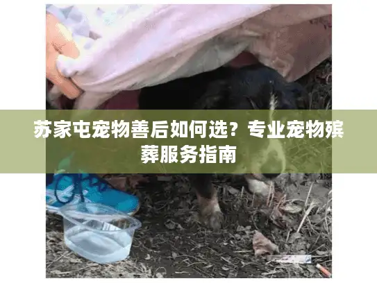 苏家屯宠物善后如何选？专业宠物殡葬服务指南