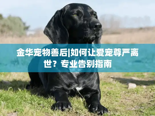 金华宠物善后|如何让爱宠尊严离世？专业告别指南