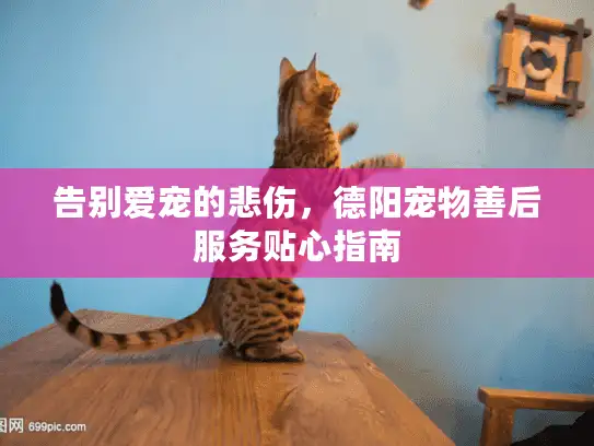 告别爱宠的悲伤，德阳宠物善后服务贴心指南