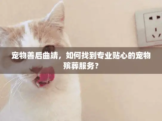 宠物善后曲靖，如何找到专业贴心的宠物殡葬服务？