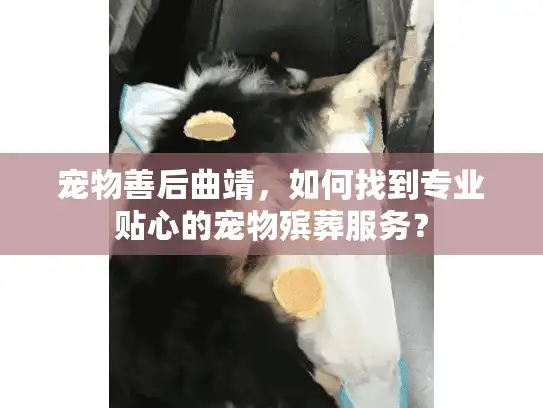 宠物善后曲靖，如何找到专业贴心的宠物殡葬服务？