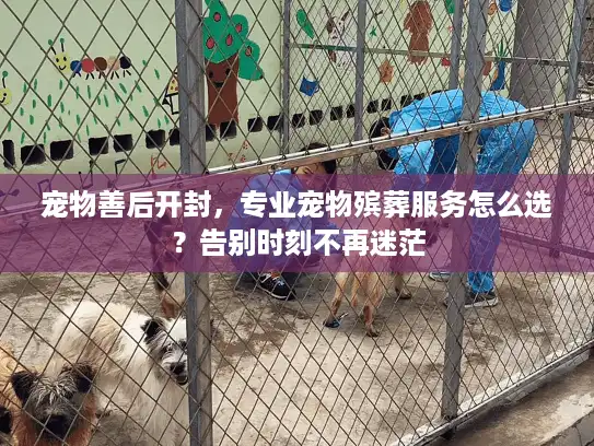 宠物善后开封，专业宠物殡葬服务怎么选？告别时刻不再迷茫