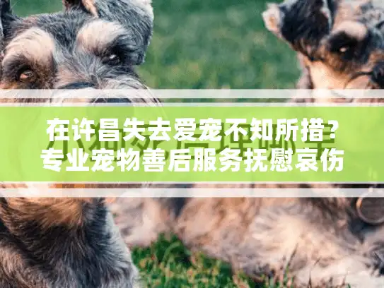 在许昌失去爱宠不知所措？专业宠物善后服务抚慰哀伤