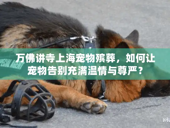 万佛讲寺上海宠物殡葬，如何让宠物告别充满温情与尊严？