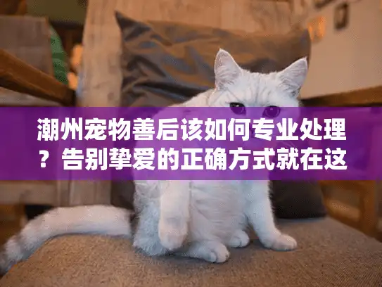 潮州宠物善后该如何专业处理？告别挚爱的正确方式就在这里