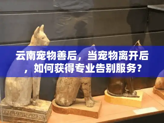 云南宠物善后，当宠物离开后，如何获得专业告别服务？