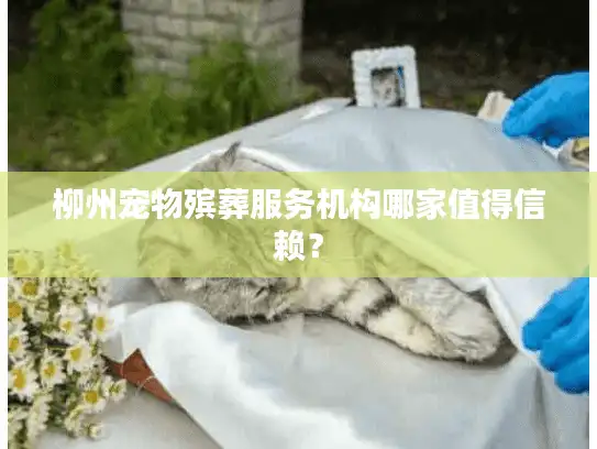 柳州宠物殡葬服务机构哪家值得信赖？