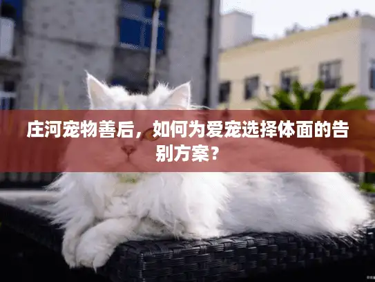 庄河宠物善后，如何为爱宠选择体面的告别方案？