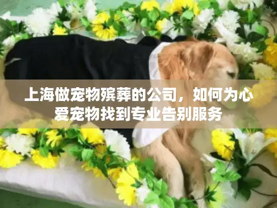 上海做宠物殡葬的公司，如何为心爱宠物找到专业告别服务