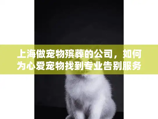 上海做宠物殡葬的公司，如何为心爱宠物找到专业告别服务