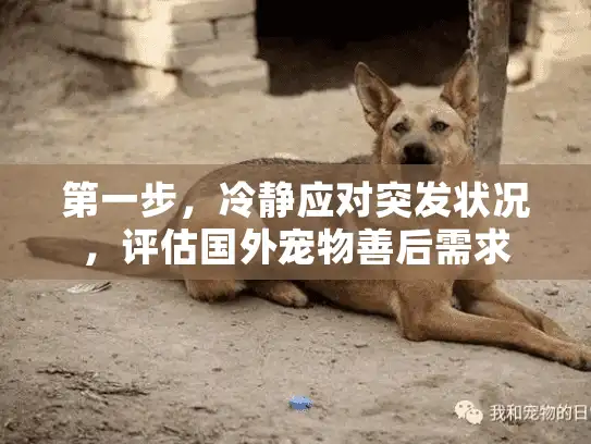第一步，冷静应对突发状况，评估国外宠物善后需求