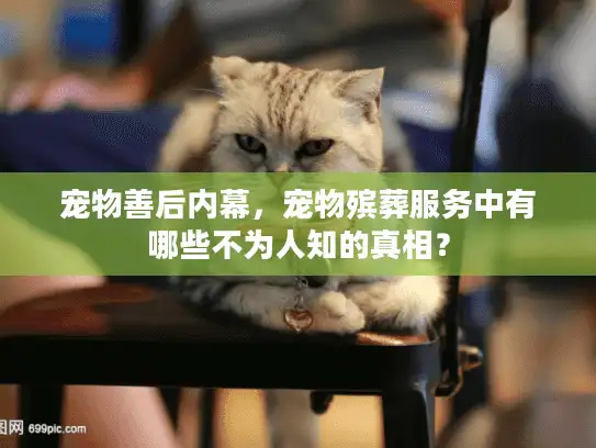 宠物善后内幕，宠物殡葬服务中有哪些不为人知的真相？