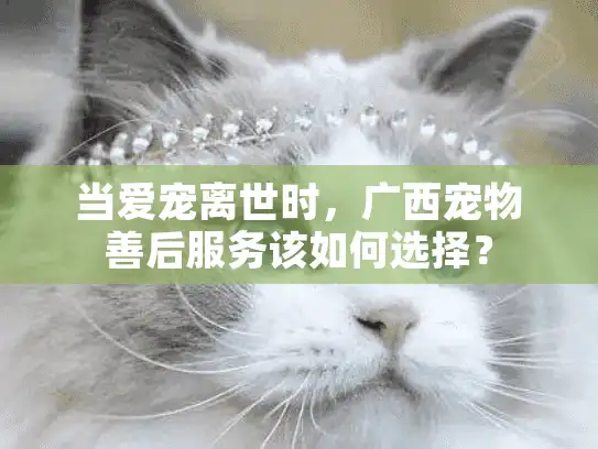 当爱宠离世时，广西宠物善后服务该如何选择？
