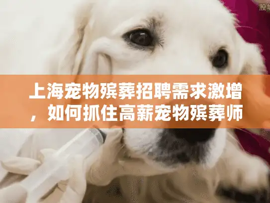 上海宠物殡葬招聘需求激增，如何抓住高薪宠物殡葬师职位机会?