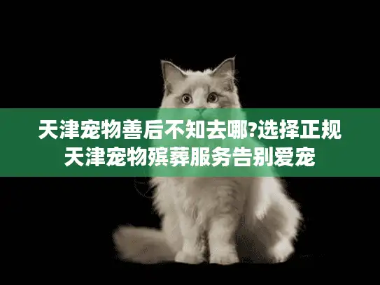 天津宠物善后不知去哪?选择正规天津宠物殡葬服务告别爱宠