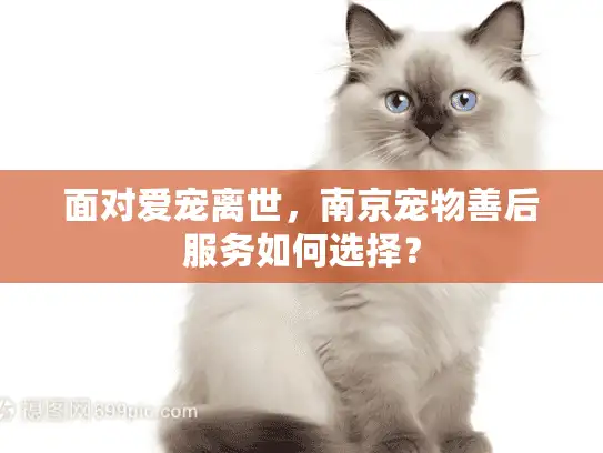 面对爱宠离世，南京宠物善后服务如何选择？