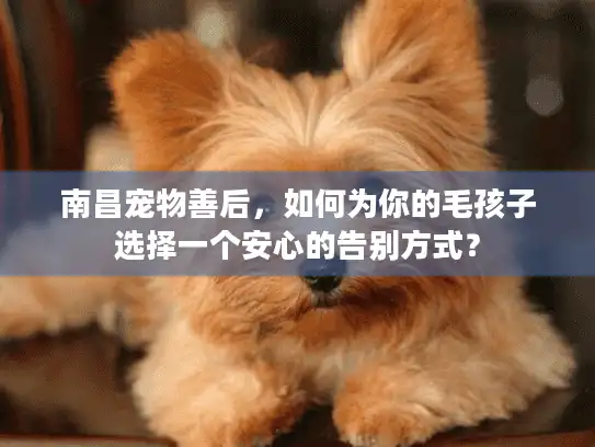 南昌宠物善后，如何为你的毛孩子选择一个安心的告别方式？