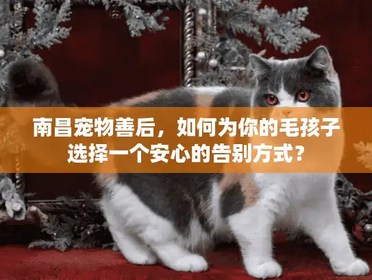 南昌宠物善后，如何为你的毛孩子选择一个安心的告别方式？