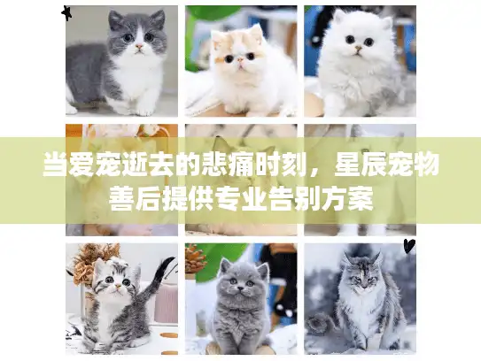 当爱宠逝去的悲痛时刻，星辰宠物善后提供专业告别方案