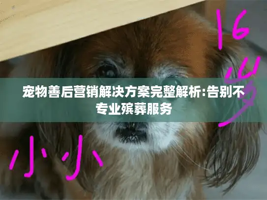 宠物善后营销解决方案完整解析:告别不专业殡葬服务