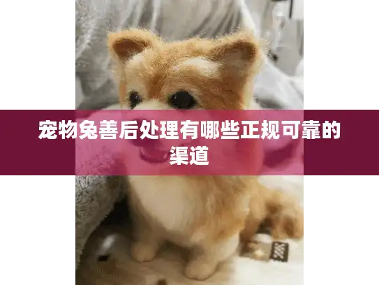 宠物兔善后处理有哪些正规可靠的渠道