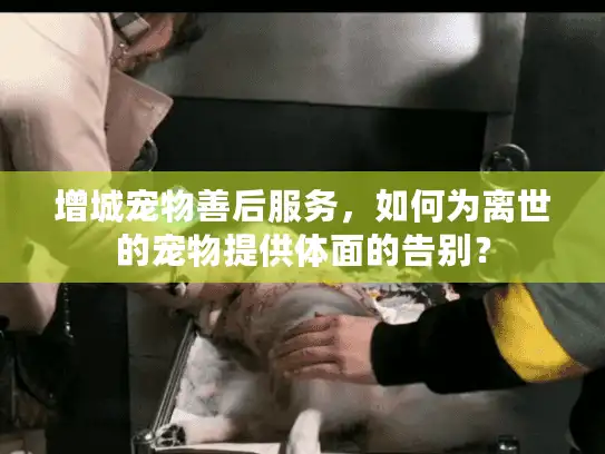 增城宠物善后服务，如何为离世的宠物提供体面的告别？