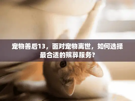 宠物善后13，面对宠物离世，如何选择最合适的殡葬服务？